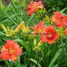 Image result for Hemerocallis `Moses Fire`