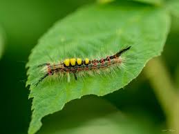 Attēlu rezultāti vaicājumam “Orgyia antiqua”