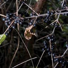 Attēlu rezultāti vaicājumam “Rhamnus cathartica fruit”