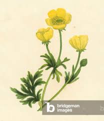 Attēlu rezultāti vaicājumam “Ranunculus bulbosus”