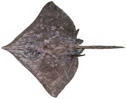 Image result for Dipturus laevis