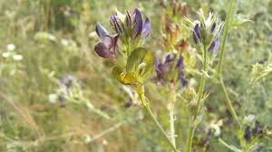 Attēlu rezultāti vaicājumam “Medicago x varia  flower”