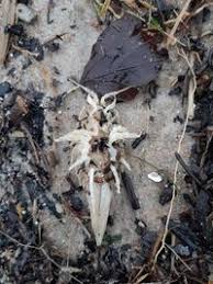 Attēlu rezultāti vaicājumam “Saduria entomon”