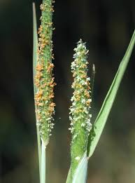 Attēlu rezultāti vaicājumam “Alopecurus aequalis flower”