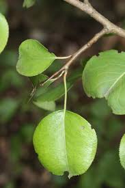 Attēlu rezultāti vaicājumam “Pyrus pyraster leaf”