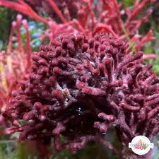 Attēlu rezultāti vaicājumam “Diderma globosum macro”