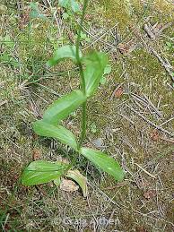 Attēlu rezultāti vaicājumam “Centaurium erythraea bud”