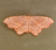 Attēlu rezultāti vaicājumam “Idaea emarginata”