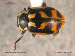 Attēlu rezultāti vaicājumam “Hippodamia tredecimpunctata”