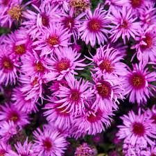 Image result for Aster novae-angliae