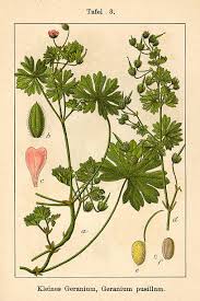 Attēlu rezultāti vaicājumam “Geranium pusillum”