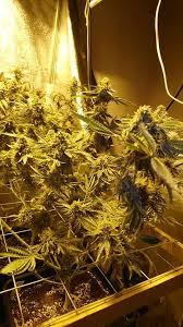 Image result for il_merda.jpg