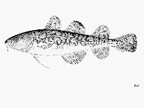 Image result for Microgadus tomcod