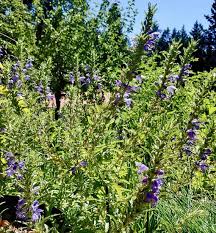 Image result for Dracocephalum moldavicum