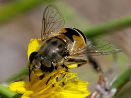 Attēlu rezultāti vaicājumam “Eristalis sp.”