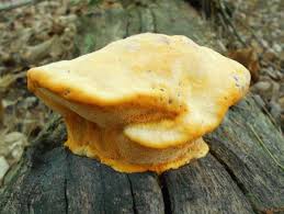 Attēlu rezultāti vaicājumam “Hapalopilus croceus”