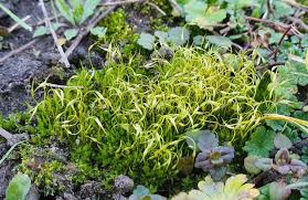 Attēlu rezultāti vaicājumam “Funariales”