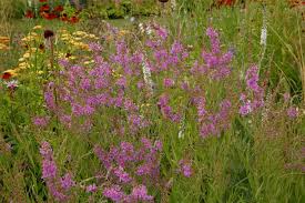 Image result for Lythrum salicaria