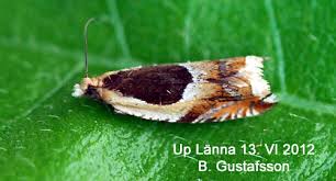 Attēlu rezultāti vaicājumam “Ancylis badiana”