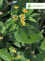 Attēlu rezultāti vaicājumam “Galinsoga quadriradiata flower”