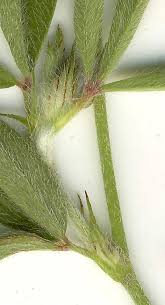 Attēlu rezultāti vaicājumam “Trifolium arvense leaf”