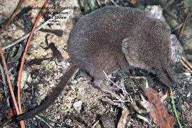 Attēlu rezultāti vaicājumam “Sorex sp.”