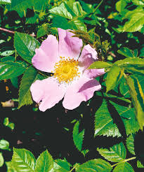 Image result for Rosengewächse