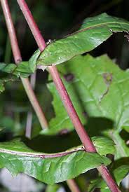 Attēlu rezultāti vaicājumam “Mycelis muralis leaf”