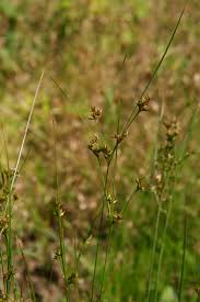 Attēlu rezultāti vaicājumam “Juncus compressus”