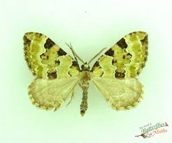 Attēlu rezultāti vaicājumam “Colostygia pectinataria”