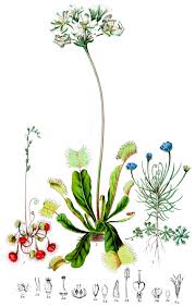 Attēlu rezultāti vaicājumam “Droseraceae”