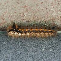 Attēlu rezultāti vaicājumam “Euthrix potatoria larva”