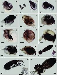 Attēlu rezultāti vaicājumam “Copepoda”