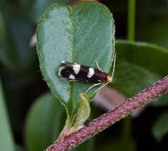 Attēlu rezultāti vaicājumam “Incurvaria praelatella”