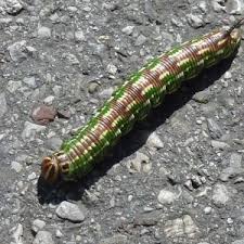 Attēlu rezultāti vaicājumam “Sphinx pinastri larva”