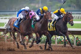 Image result for The Horse Racing Club