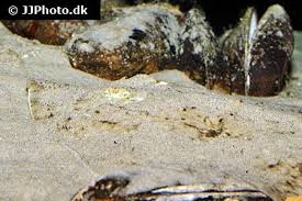 Image result for Amblyraja radiata