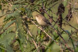 Attēlu rezultāti vaicājumam “Hippolais caligata adult”