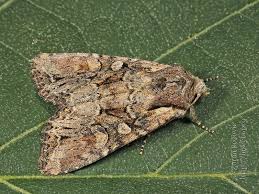 Attēlu rezultāti vaicājumam “Mniotype satura”