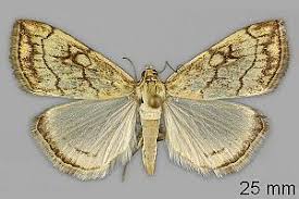 Attēlu rezultāti vaicājumam “Evergestis pallidata”