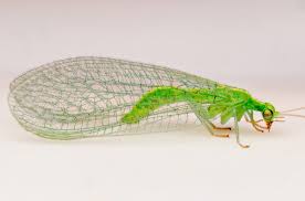 Attēlu rezultāti vaicājumam “Chrysopidae imago”