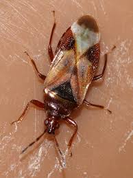 Attēlu rezultāti vaicājumam “Anthocoris nemorum”