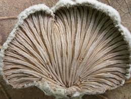 Attēlu rezultāti vaicājumam “Schizophyllum commune”