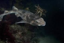 Image result for Cephaloscyllium laticeps