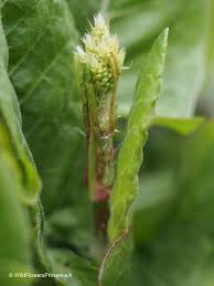 Attēlu rezultāti vaicājumam “Rumex acetosa flower”