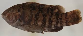 Image result for Tautoga onitis