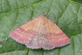 Attēlu rezultāti vaicājumam “Phytometra viridaria”