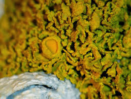 Attēlu rezultāti vaicājumam “Xanthoria candelaria”