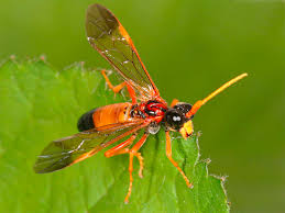 Attēlu rezultāti vaicājumam “Tenthredinidae”