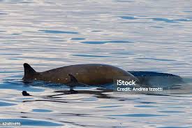 Image result for Ziphius cavirostris